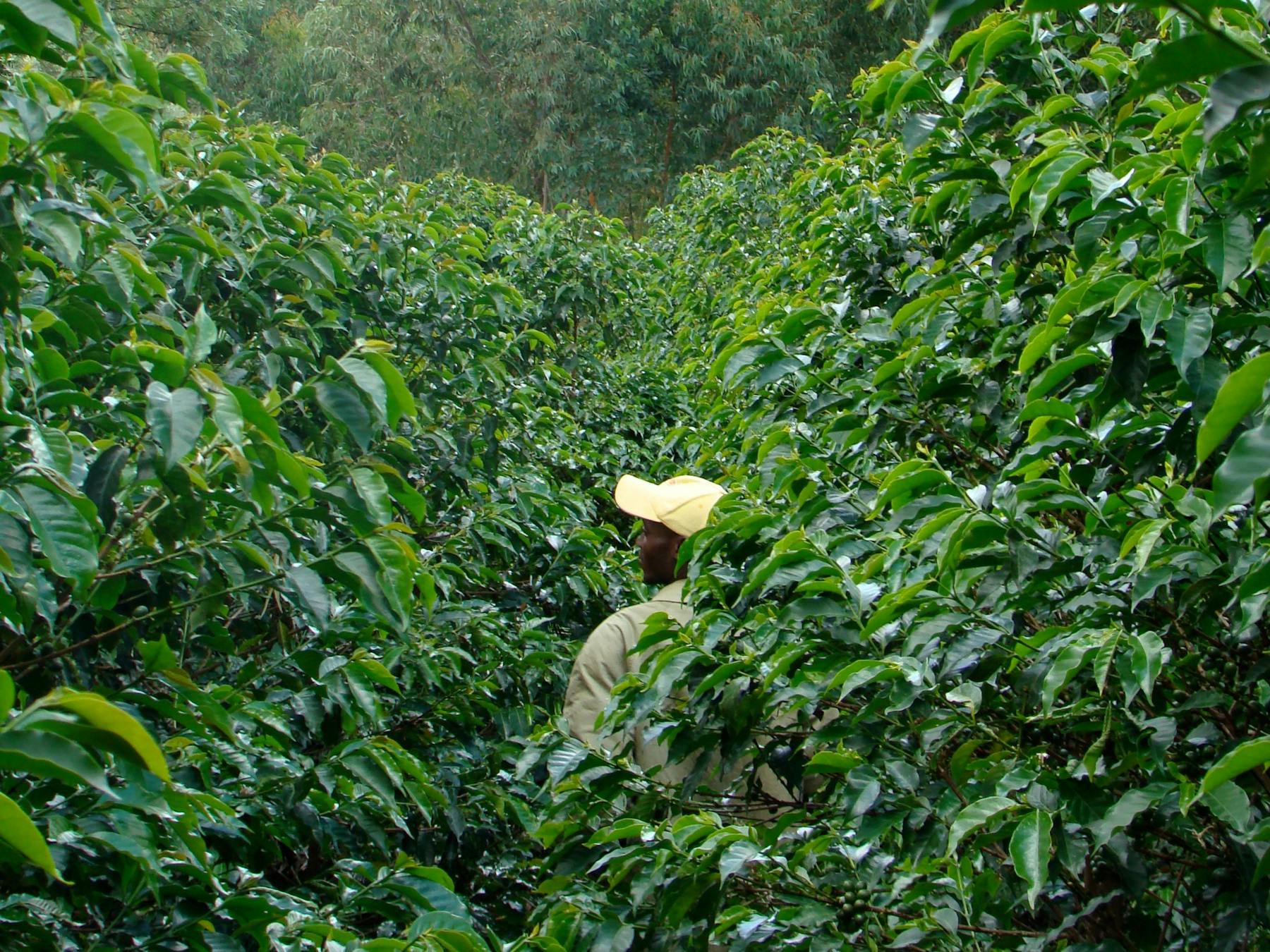 Coffee origin - Lush