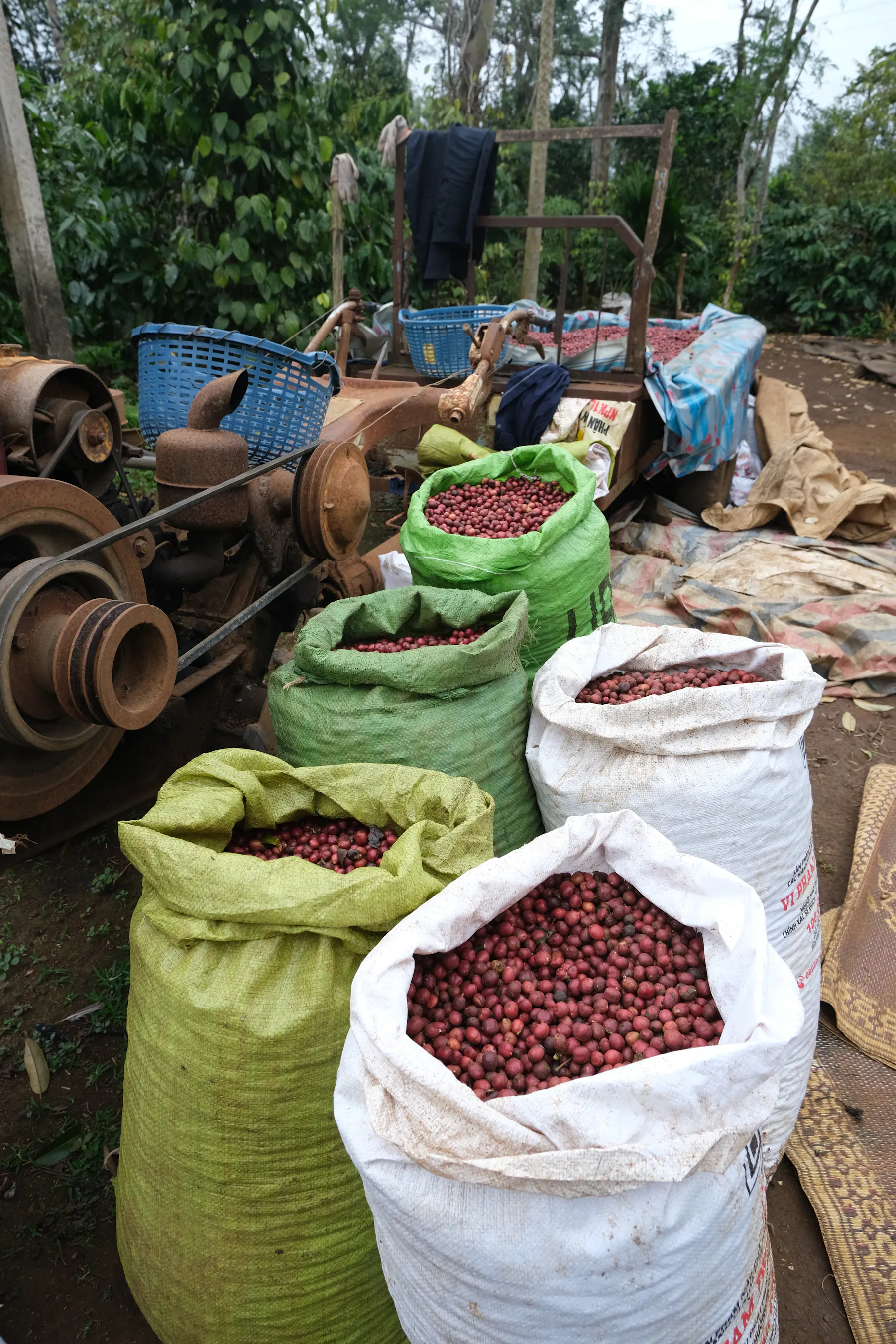 Blend Robusta 03