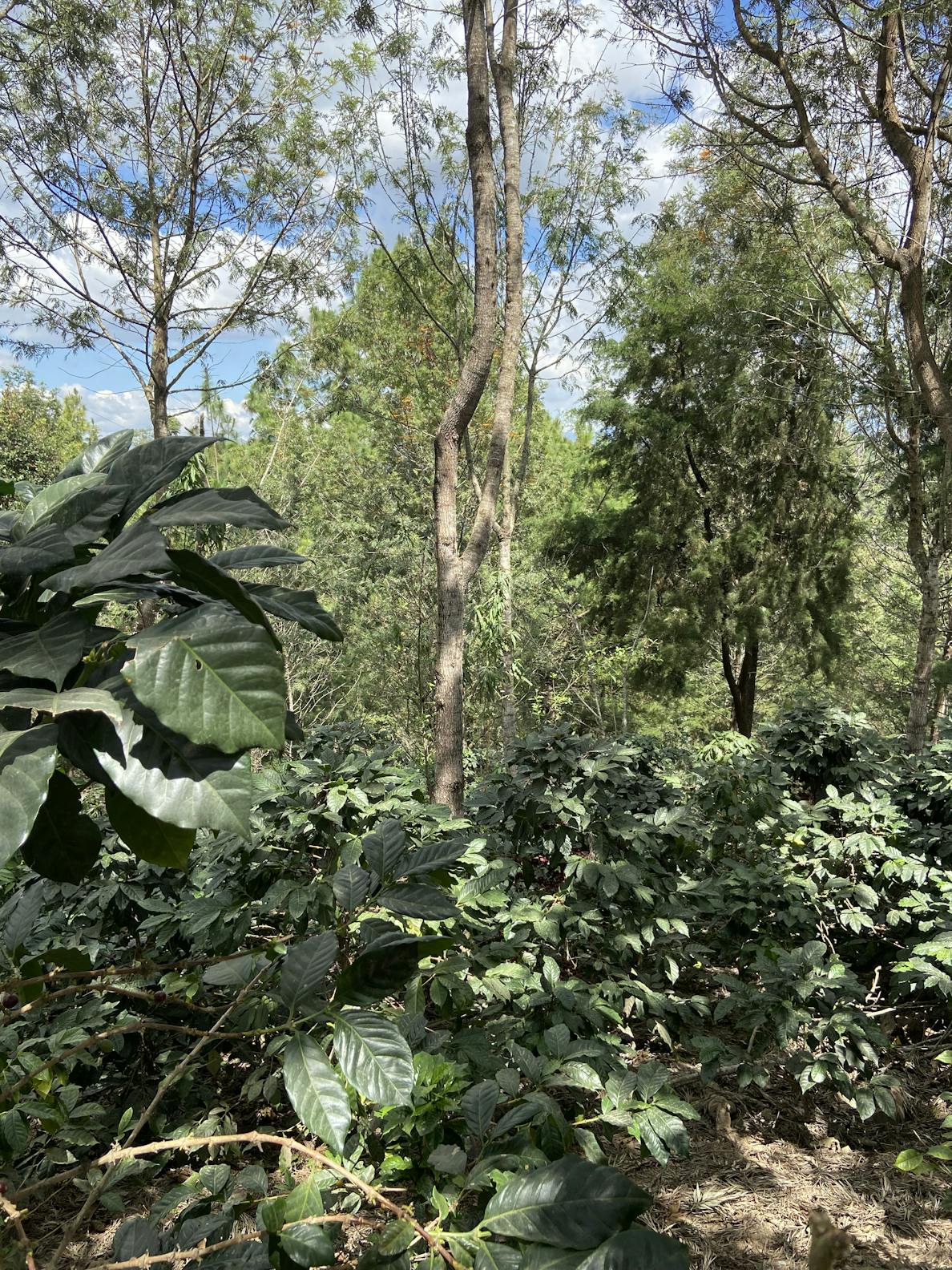 Volcancito Cassias Trees