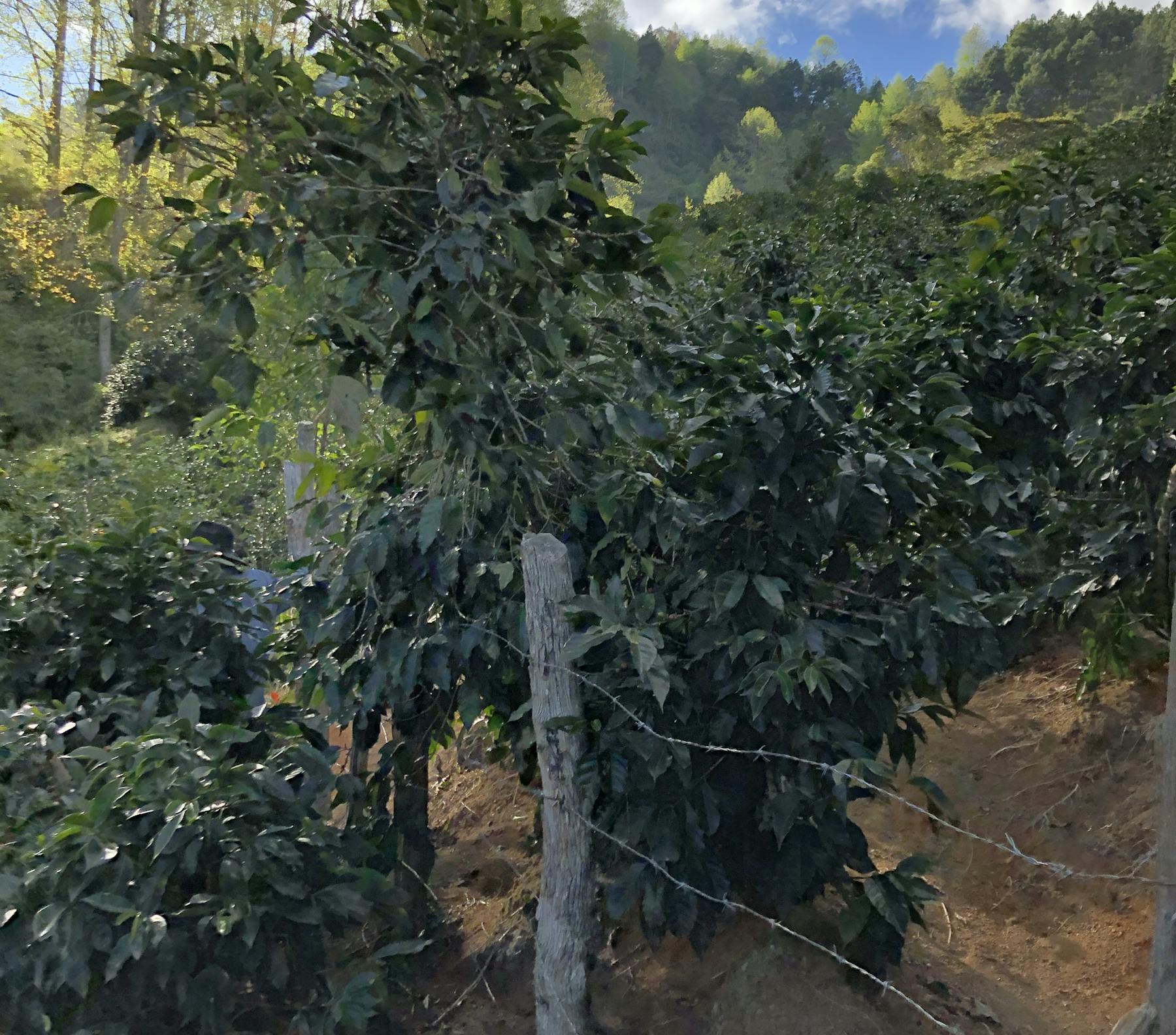 Coffee Trees Los Derrumbos