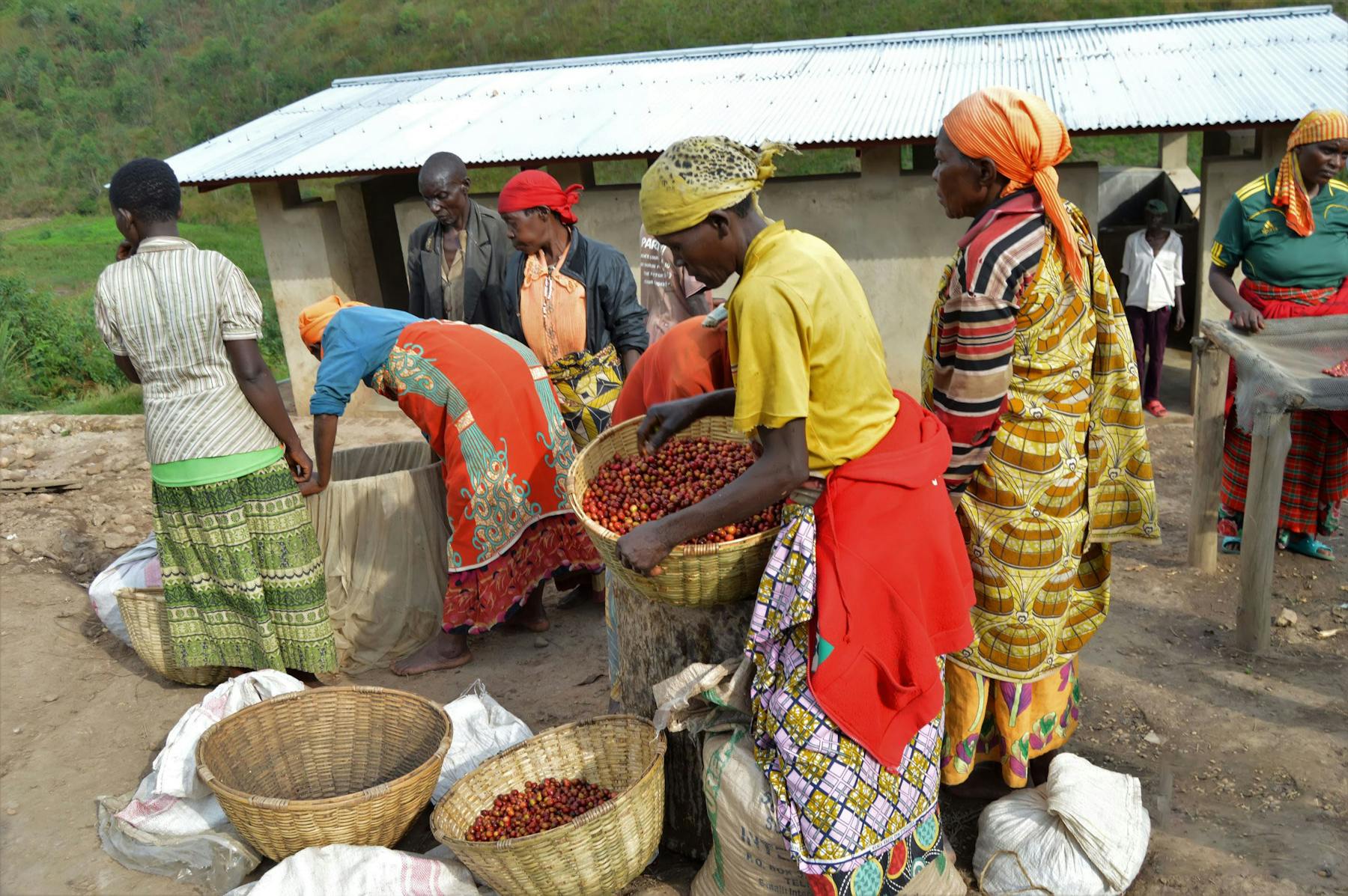 JNP Coffee Dushime® Turihamwe 01