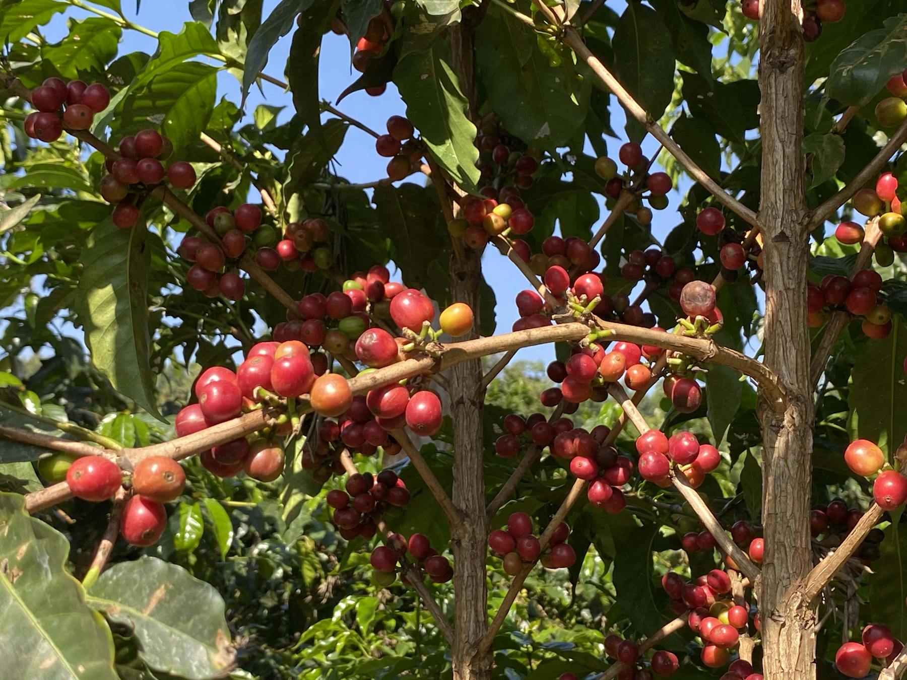 ripening cherry Giakanja