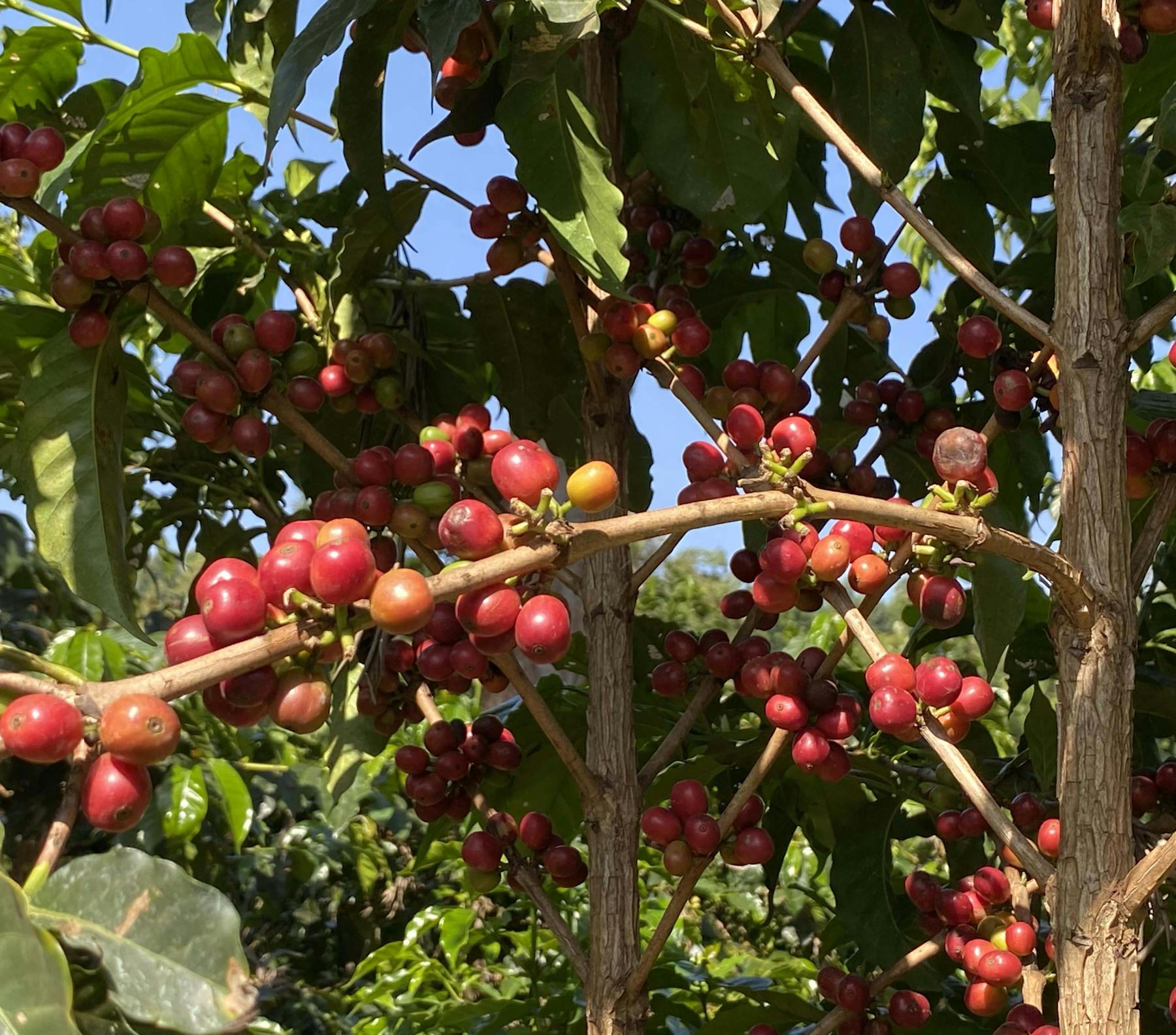 ripening cherry Giakanja