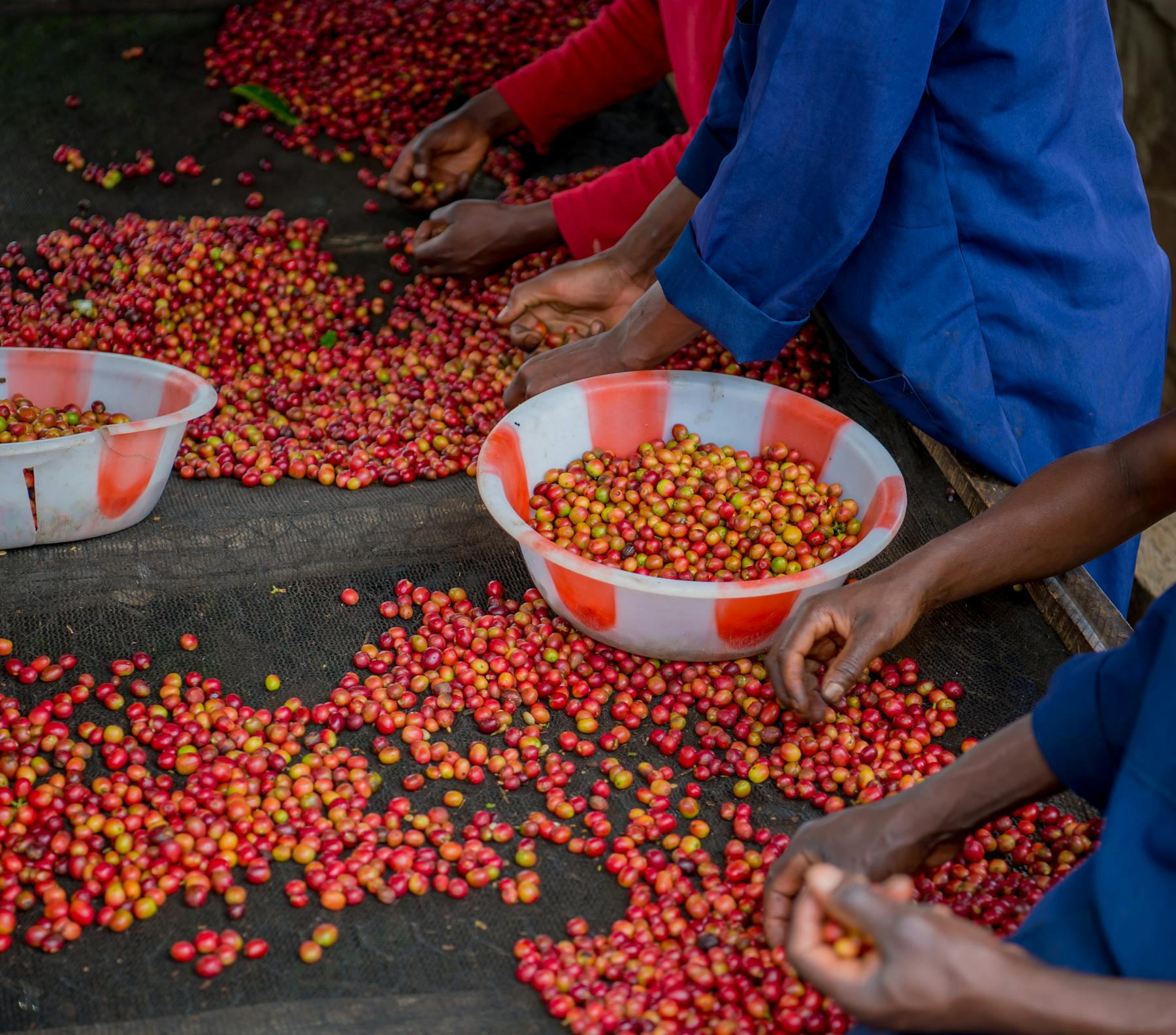 Coffee Cherries Sorting in Rwanda