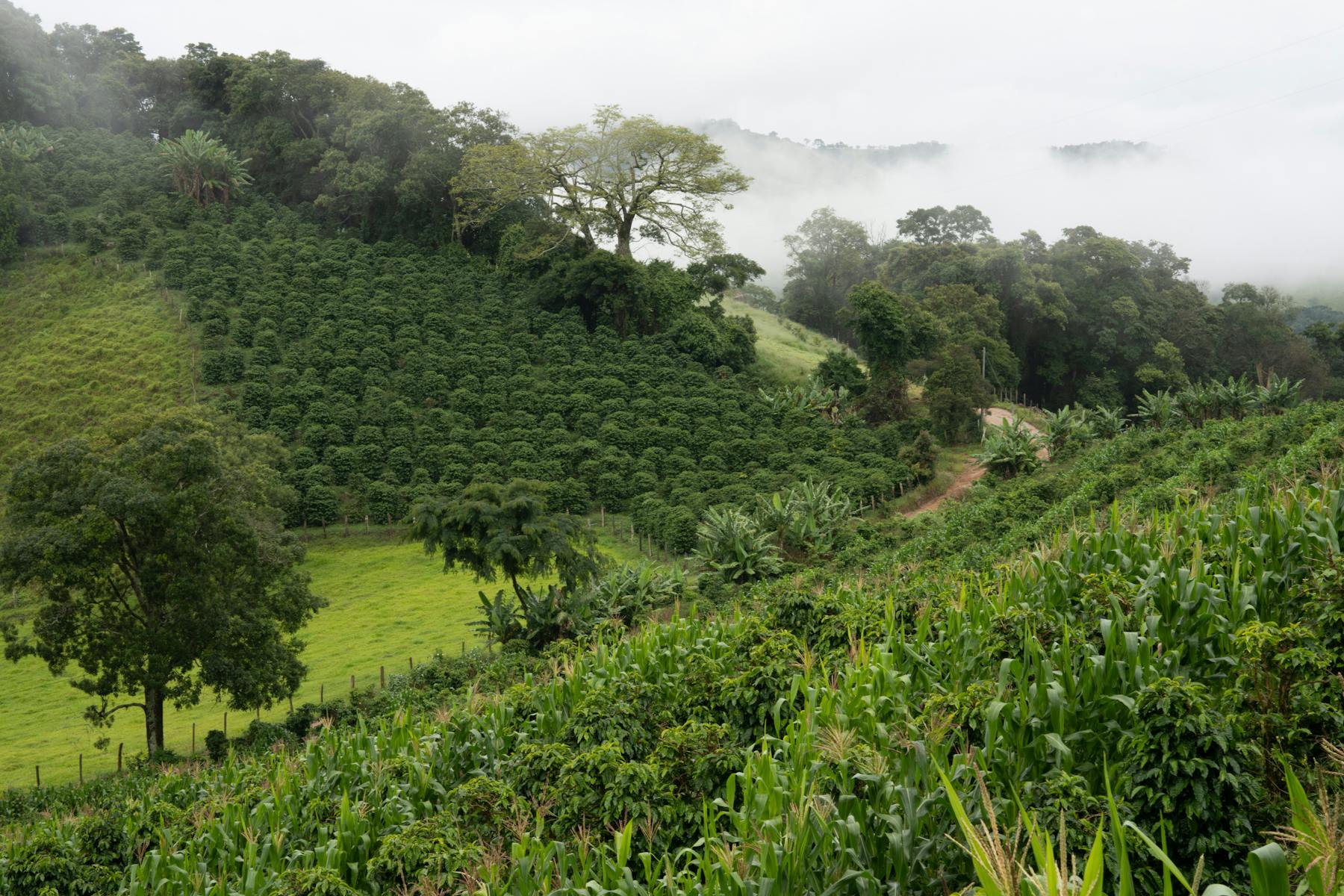 Farm scene - Brazil