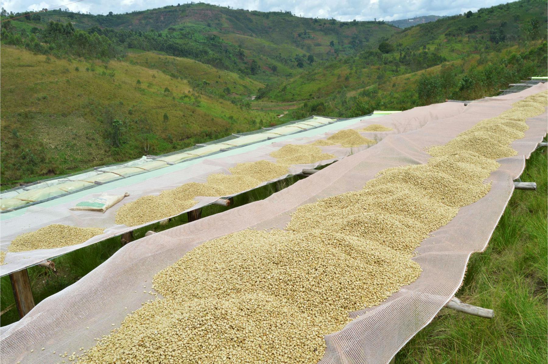 JNP Coffee Dushime® Turihamwe 04