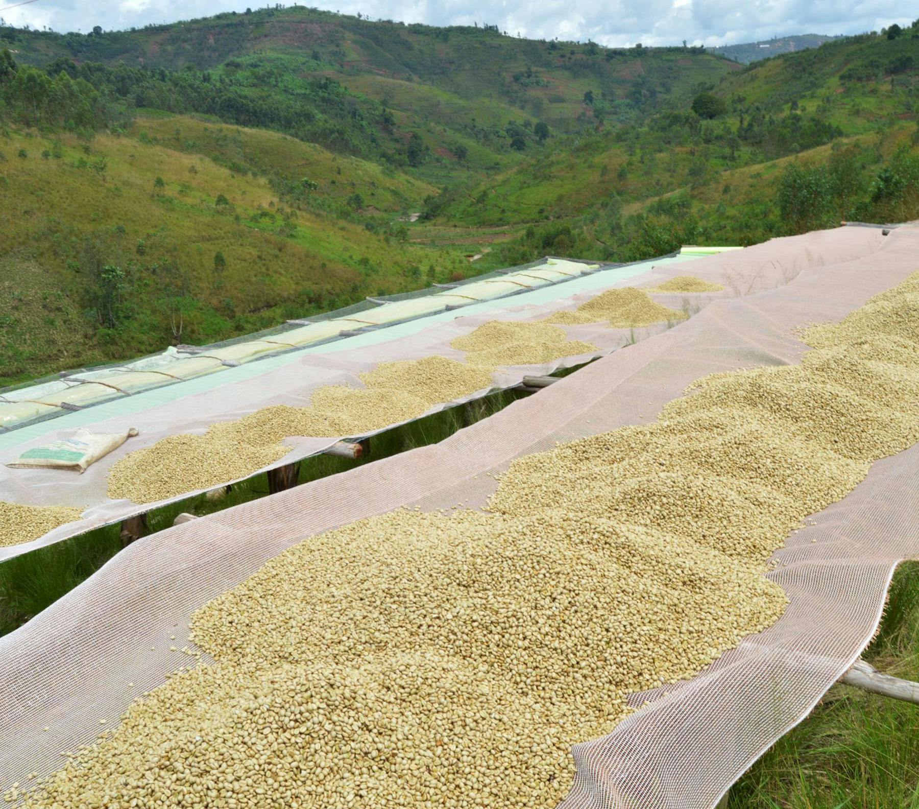 JNP Coffee Dushime® Turihamwe 04